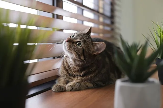 Жалюзи и рулонные шторы в интерьере — Comfort Blinds, Ташкент